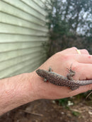 Jeweled Lacerta (Timon lepidus)