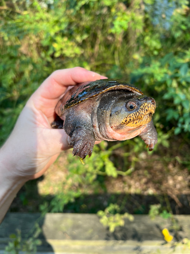 Vampire Musk Turtle Adults (Claudius angustatus)