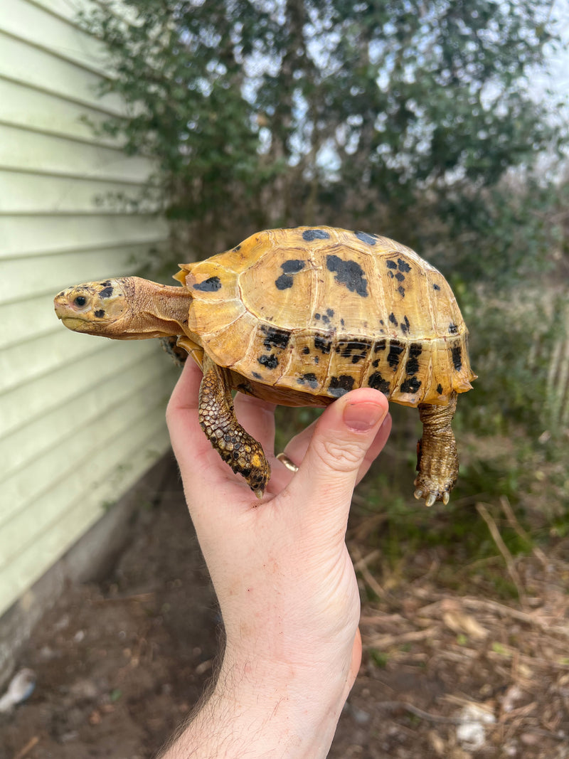 Forstens Tortoise 2020 Female 7 (Indotestudo forstenii)