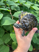 Two Headed Penninsula Cooter Turtle (Pseudemys peninsularis)