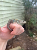Jeweled Lacerta (Timon lepidus)