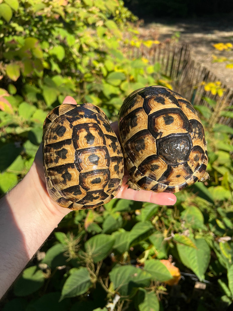 Testudo Greek Tortoise Full Grown Tunisian Greek Tortoise Adult