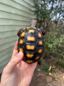 Brazilian Cherryhead Tortoise 2021