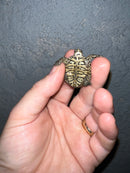 Concentric Diamondback Terrapin 2022 (Malaclemys terrapin)