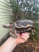 Homes Hinge-back Tortoise Adult Pair 4 (Kinixys homeana)