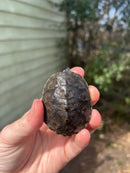 Northern Diamondback Terrapins (4 inches) (Malaclemys terrapin)