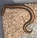 Striped Rufescens Sand Boa (Gongylophis colubrinus)