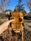 Forstens Tortoise Adult  Male 7 (Indotestudo forstenii)