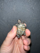 Concentric Diamondback Terrapin 2022 (Malaclemys terrapin)