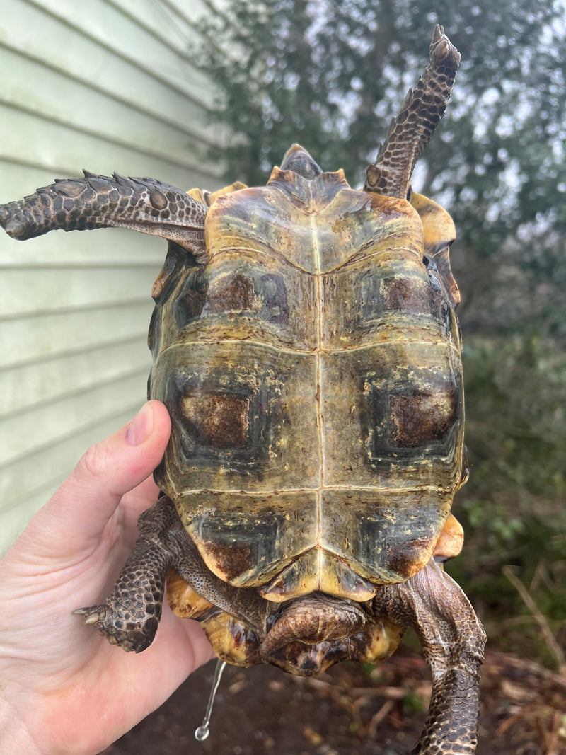 Homes Hinge-back Tortoise Adult Pair 3 (Kinixys homeana)