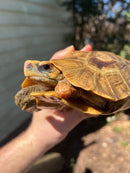 Homes Hinge-back Tortoise Adult Pair 5 (Kinixys homeana)