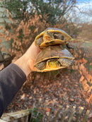 Sulawesi Box Turtle (Cuora ambonesis)