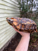 Homes Hinge-back Tortoise Adult Pair 1 (Kinixys homeana)