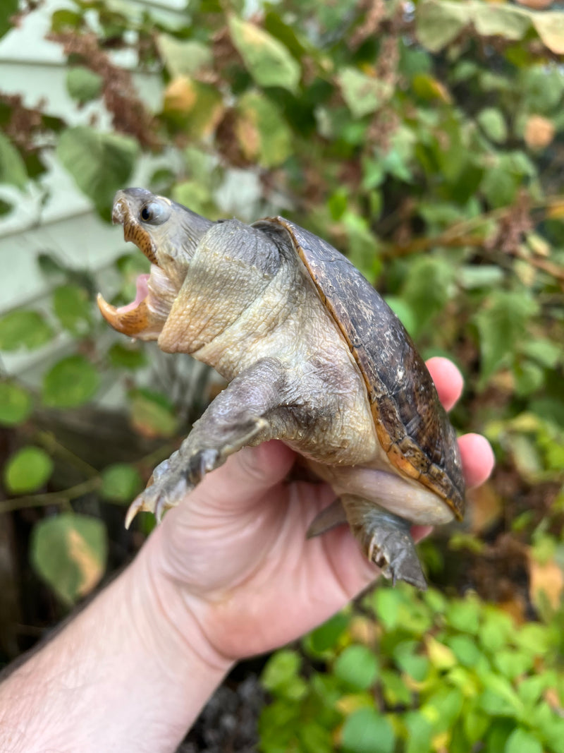 Vampire Musk Turtle Adult Male