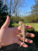 Pallida Pale Agama Adults (Agama trapelus pallida)