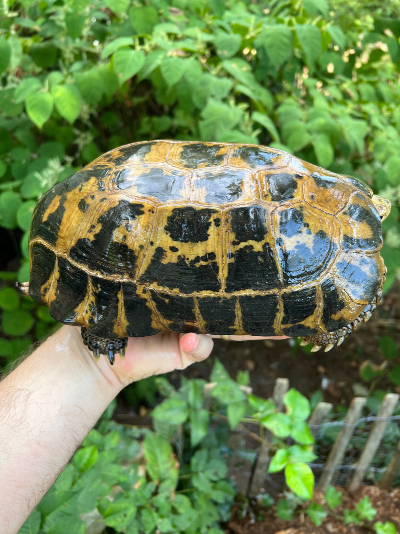Forstens Tortoise Adult  Male 6 (Indotestudo forstenii)