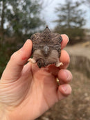 Pied Alligator Snapping Turtle Pig Tailed (Macrochelys temminckii)