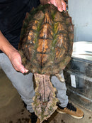Adult Mata Mata Male 1 (Chelus fimbriata)