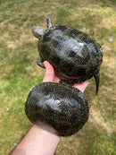 Hi  Yellow Adult European Pond Turtle Pair (Emys orbicularis)