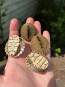 Alabama Map Turtle Baby (Graptemys pulchra)