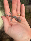 Tokay Gecko Baby (Gekko gecko)