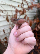 Brown Tree Dragons (Acanthosaura lepidogaster)