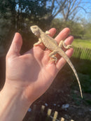Pallida Pale Agama Adults (Agama trapelus pallida)