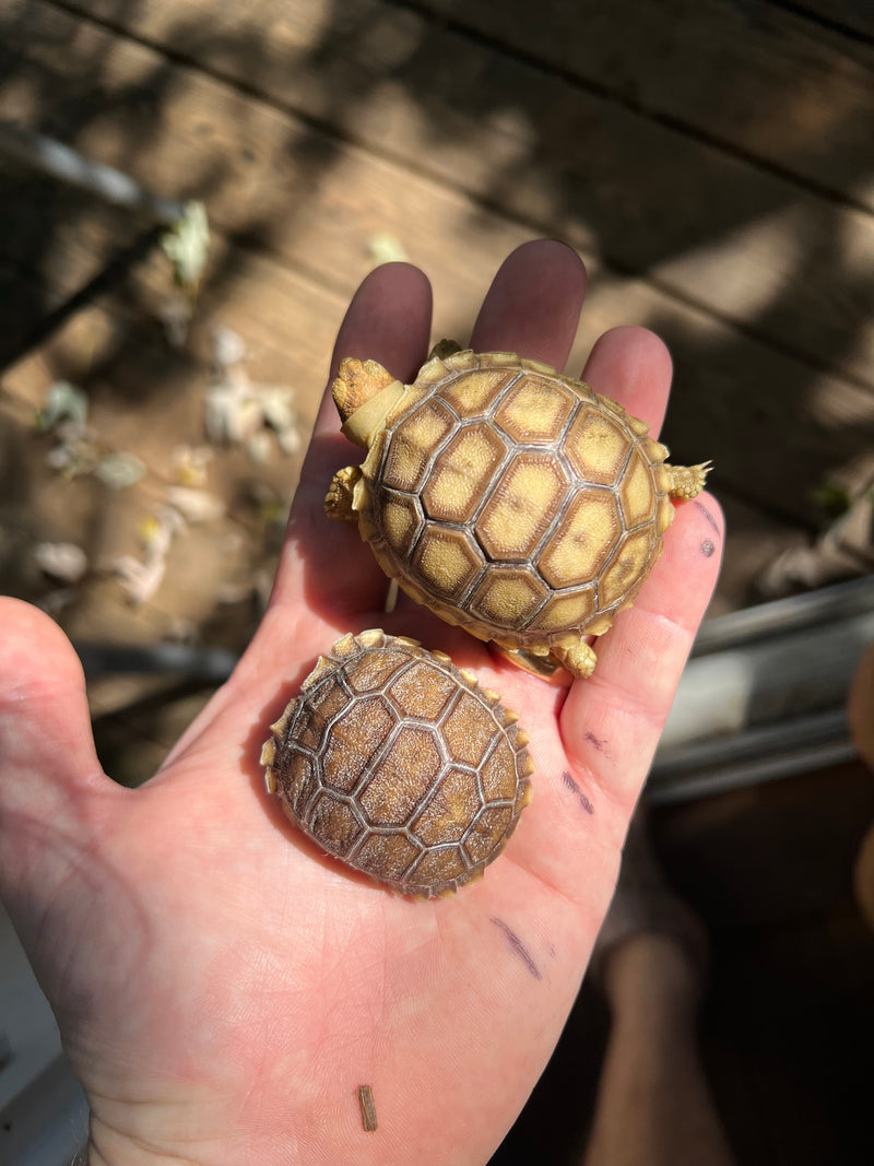 Patternless African Spurred Tortoise Baby (Centrochelys sulcata)