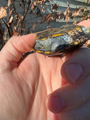 Ornate Diamondback Terrapin (4 inch) Female