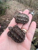 Alligator Snapping Turtle Pig Tailed (Macrochelys temminckii)