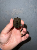 Concentric Diamondback Terrapin 2022 (Malaclemys terrapin)