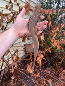 Giant Butterfly Agamas (Leiolepis guttata)