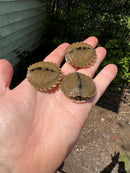 Alabama Map Turtle Baby (Graptemys pulchra)