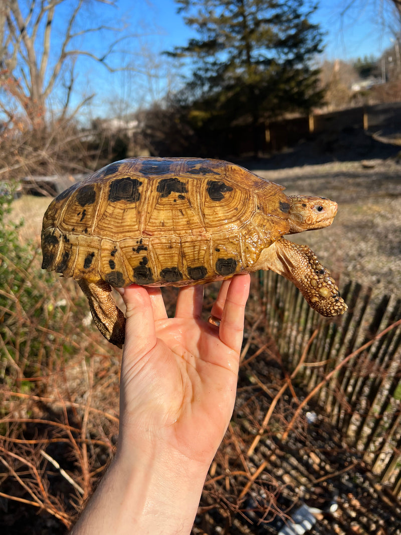 Forstens Tortoise Adult  Male 8 (Indotestudo forstenii)