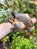 Vampire Musk Turtle Adult Female