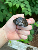 Razor backed Musk Turtle Sub-Adults (Sternotherus carinatus)