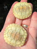 Lubino Red Eared Slider Turtle Baby (Trachemys elegans)