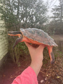 Pink Bellied Snapping Turtle Adults (Elseya novaguineae)