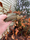 Mountain Horned Lizards (Acanthosaura capra)