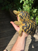 Western Hermann's Tortoise Adult Pair (Testudo hermanni hermanni)