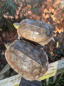 Sulawesi Box Turtle (Cuora ambonesis)