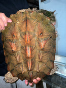 Adult Mata Mata Female (Chelus fimbriata)