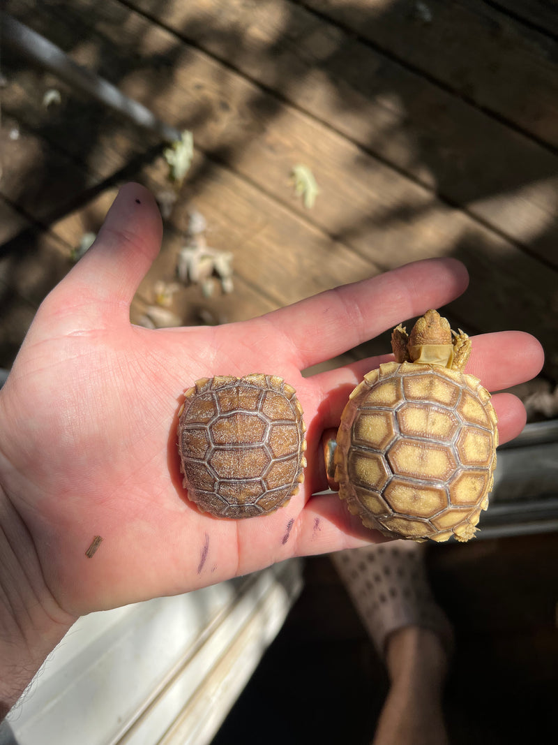 Patternless African Spurred Tortoise Baby (Centrochelys sulcata)