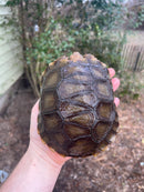 Burmese Brown Mountain Tortoise Female 2 ( Manouria emys emys)
