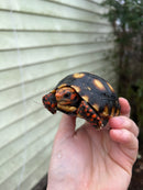 Brazilian Cherryhead Tortoise 2021