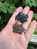 Florida Snapping Turtle (Chelydra serpentina osceola)