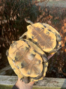 Sulawesi Box Turtle (Cuora ambonesis)