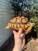 African Spurred Tortoise Female (7-8 inch) (Centrochelys sulcata)