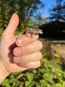 Reticulated Gargoyle Gecko Well Started Babies (Rhacodactylus auriculatus)