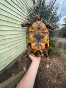 Red Foot Tortoise Adult Female 3 (Chelonoidis carbonaria)